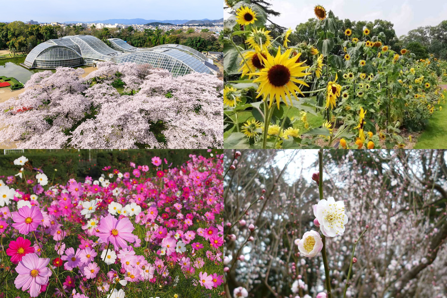 【京都市】京都府立植物園