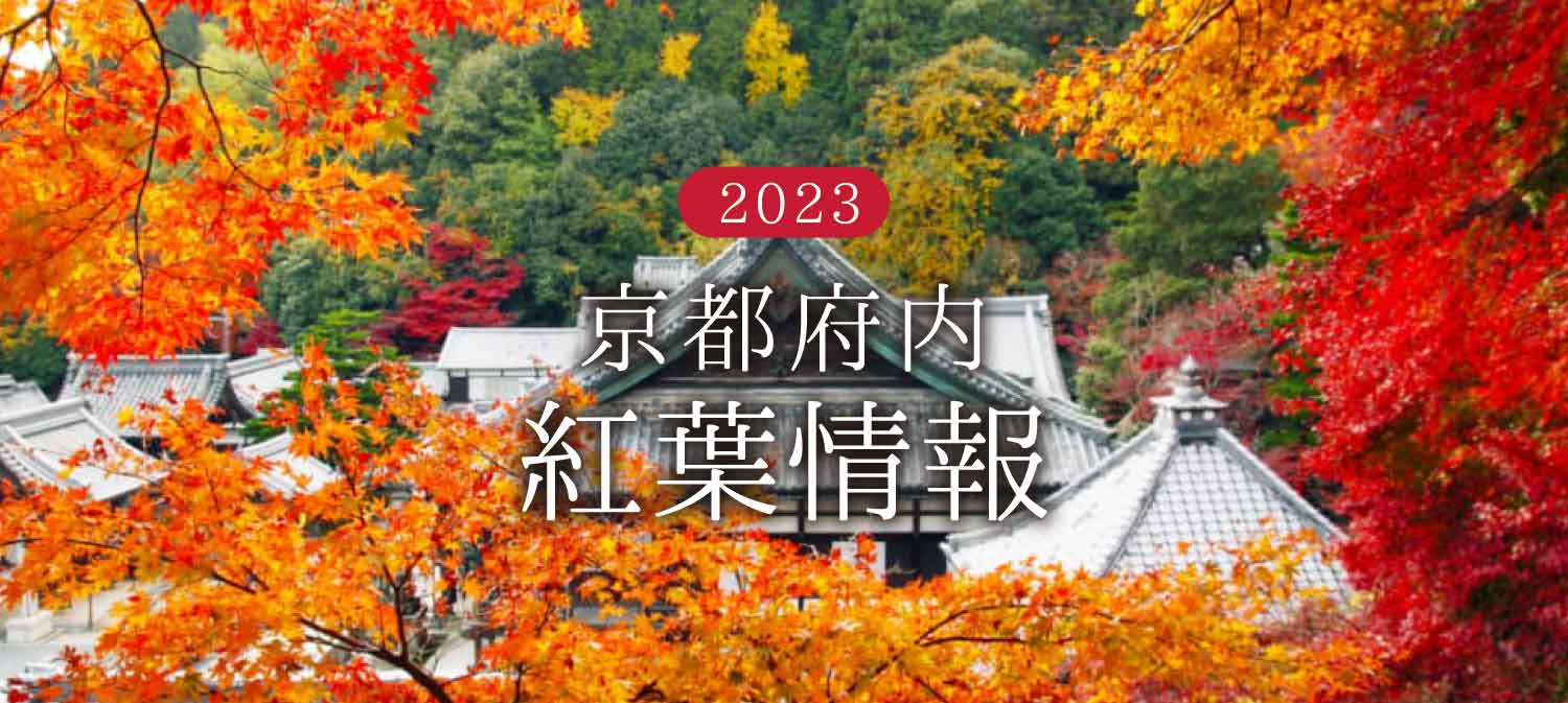 京都府 紅葉情報2023