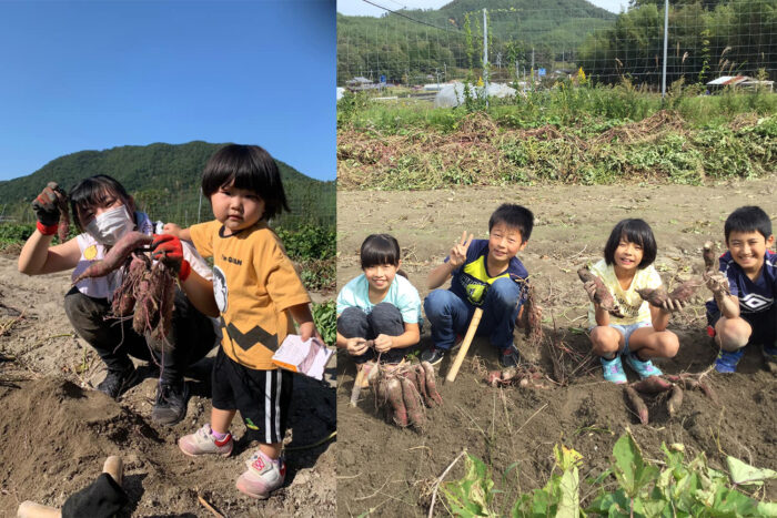 るり渓観光農園（琉雅亭）のサツマイモ狩り