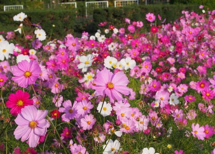 京都府立植物園のコスモス