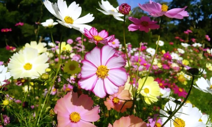 京都府立植物園のコスモス