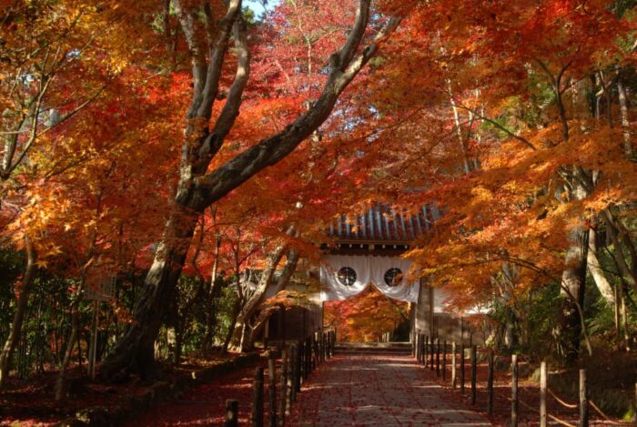 長岡京市・光明寺・紅葉