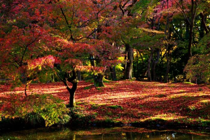 京都市・京都府立植物園・紅葉