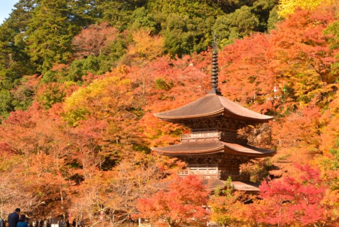 舞鶴市・金剛院・紅葉