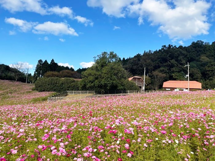 綾部ふれあい牧場のコスモス