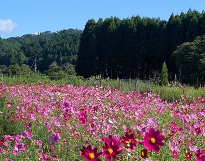 京北町のコスモス