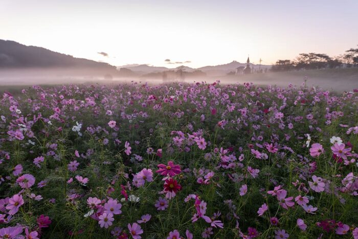 由良川花庭園のコスモス