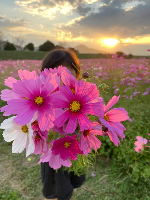 由良川花庭園のコスモス