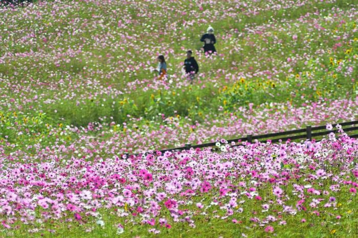 綾部ふれあい牧場のコスモス