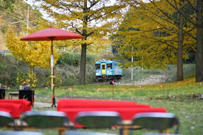 京丹後市・引原峠・イチョウ