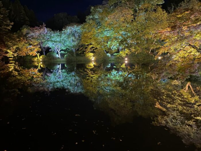 京都市・京都府立植物園・紅葉ライトアップ