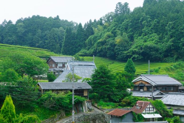 宇治田原町・茶畑