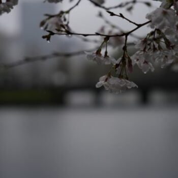 雨の桜