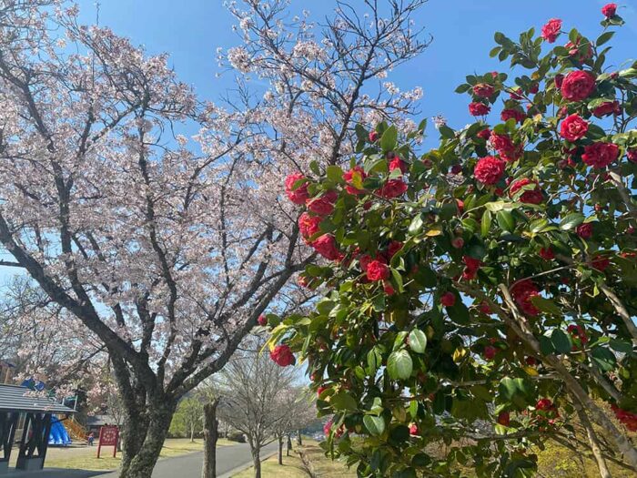 椿と桜画像