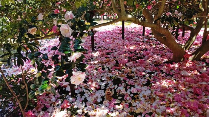 五色八重散椿の花弁が樹下を敷き詰める画像