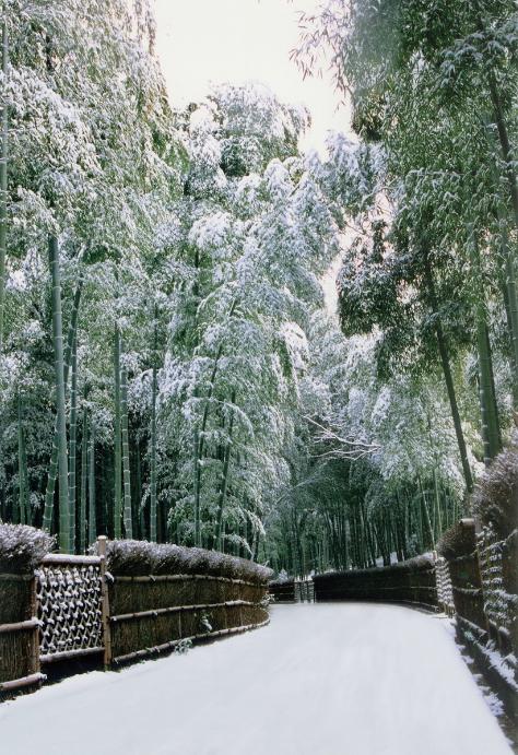 向日市竹の径の雪景色