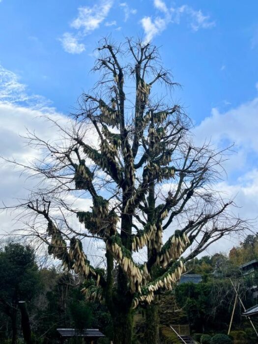 八幡市達磨堂圓福寺大根干し