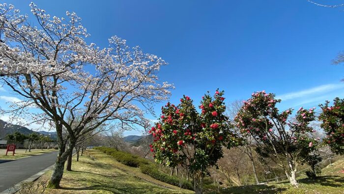 桜と椿画像
