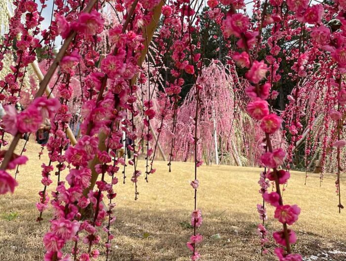 三室戸寺のしだ
れ梅