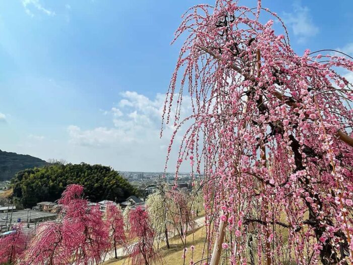 三室戸寺のしだ
れ梅