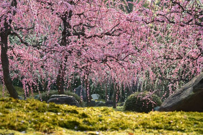 城南宮の梅の花