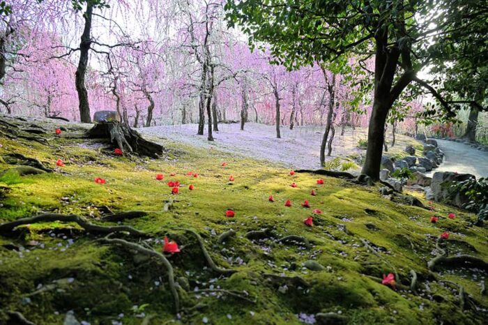 城南宮の梅の花と椿