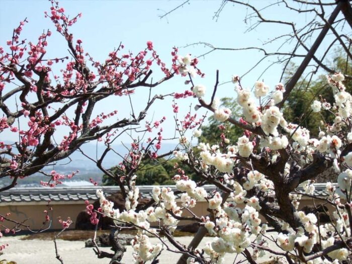 正法寺の梅の花