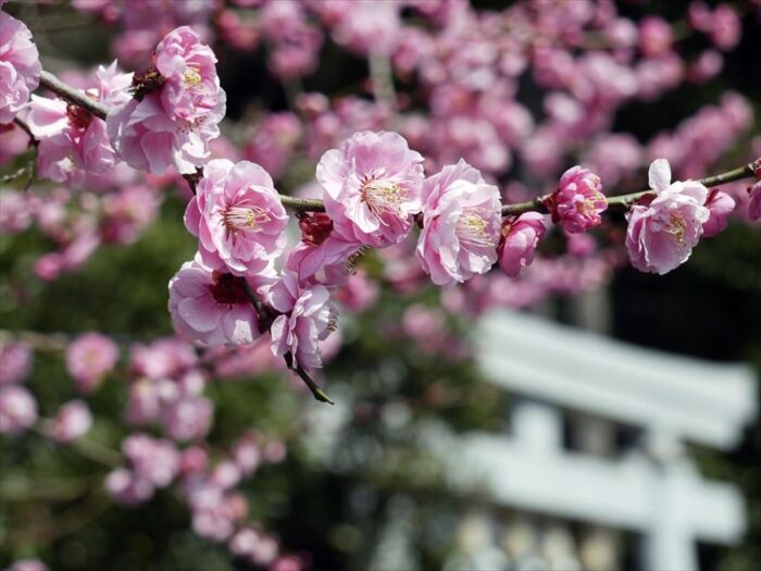 生身天満宮の梅の花