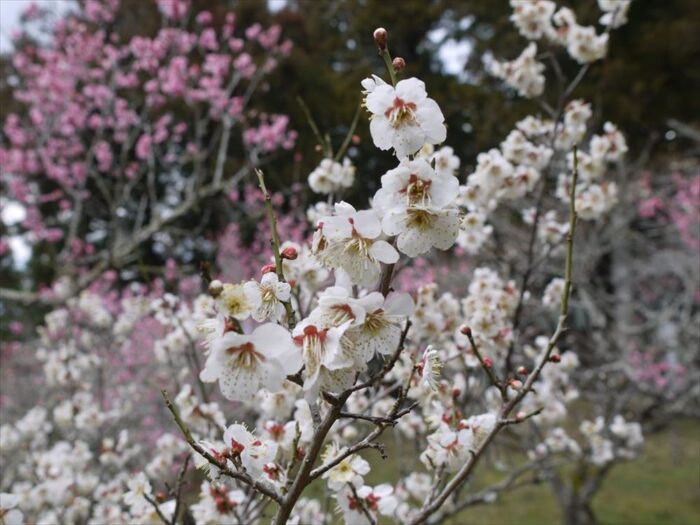 生身天満宮の梅の花