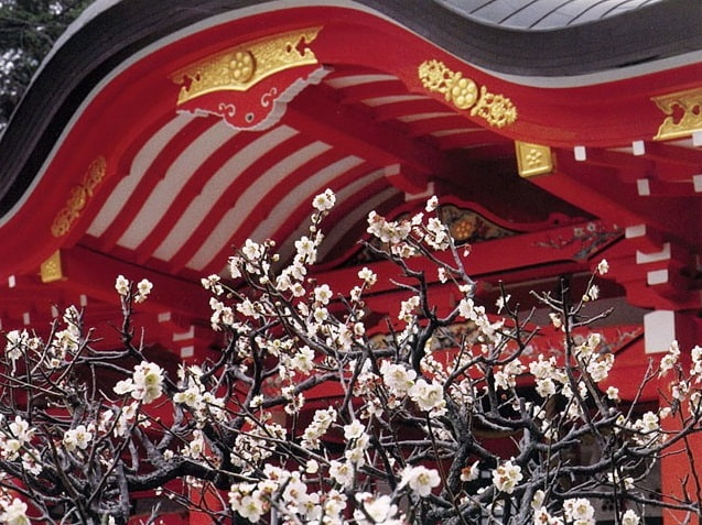 長岡天満宮の梅の花