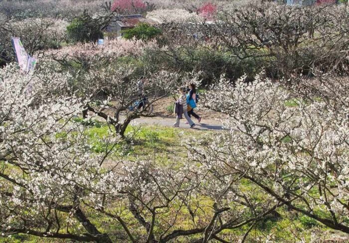 青谷梅林梅の梅の花
