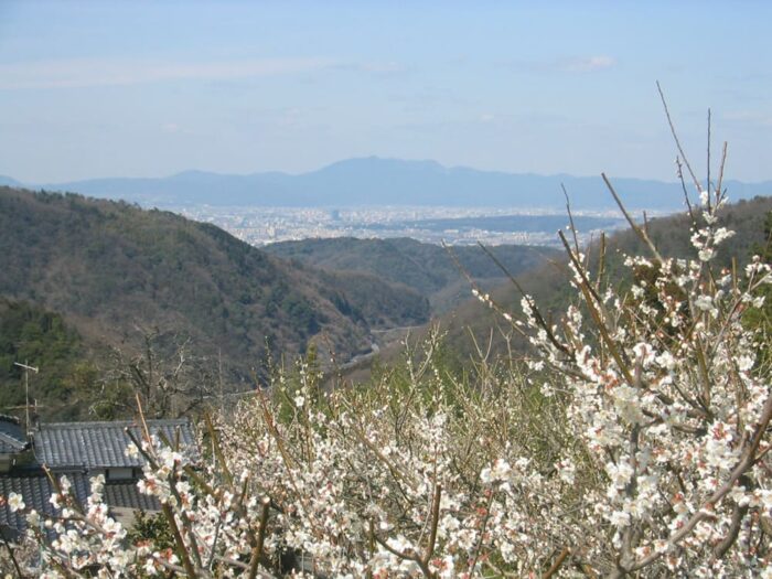 高尾地区の梅林