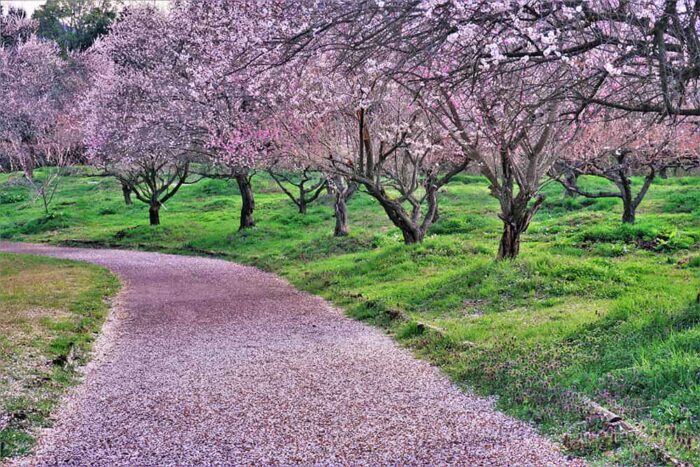 綾部市梅林公園の梅の花