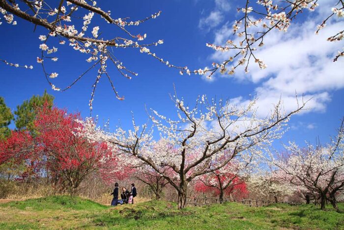 綾部市梅林公園の梅の花