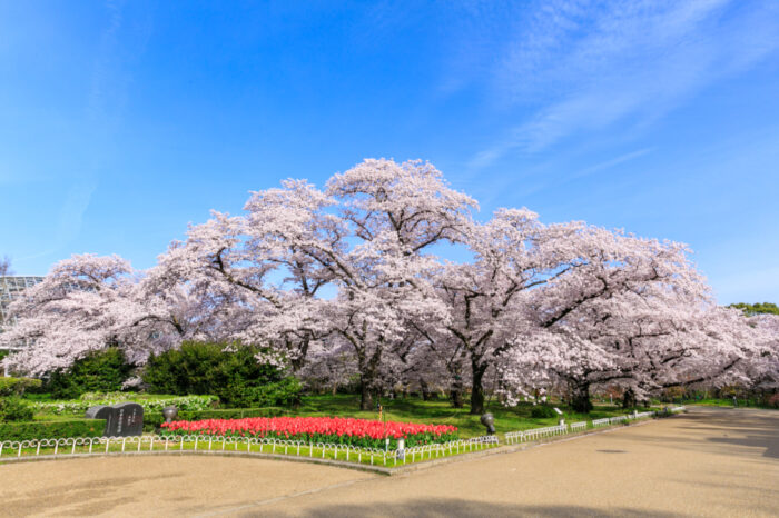 府立植物園の桜とチューリップ