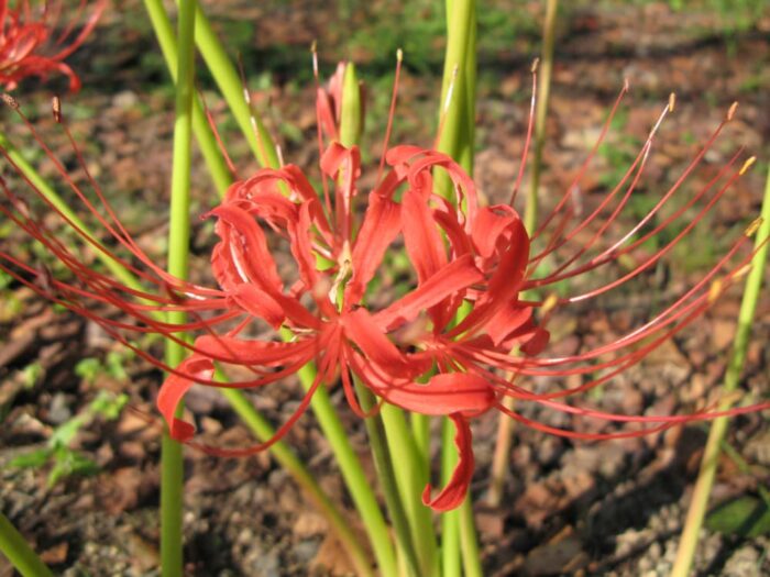 府立植物園のヒガンバナ