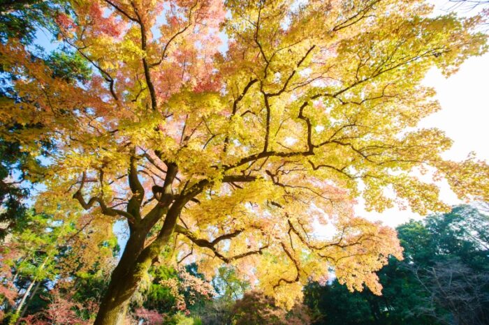 府立植物園の紅葉