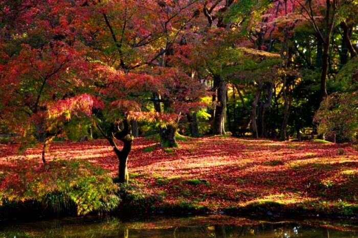 府立植物園の紅葉