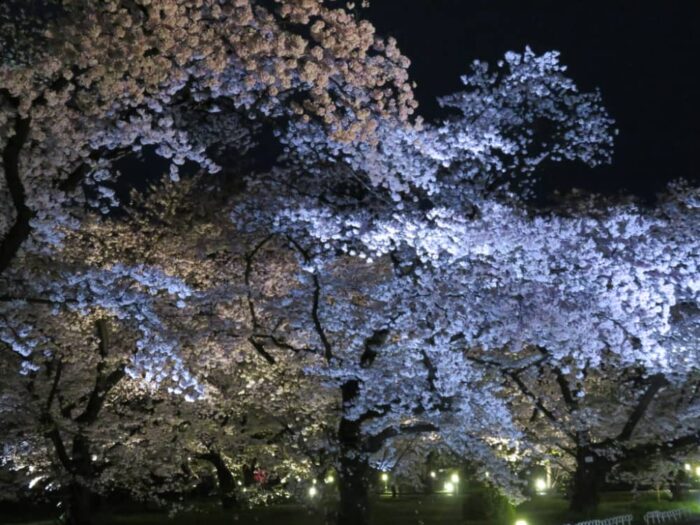 府立植物園の桜ライトアップ