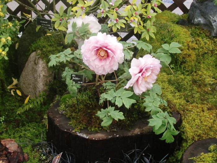 府立植物園のボタン