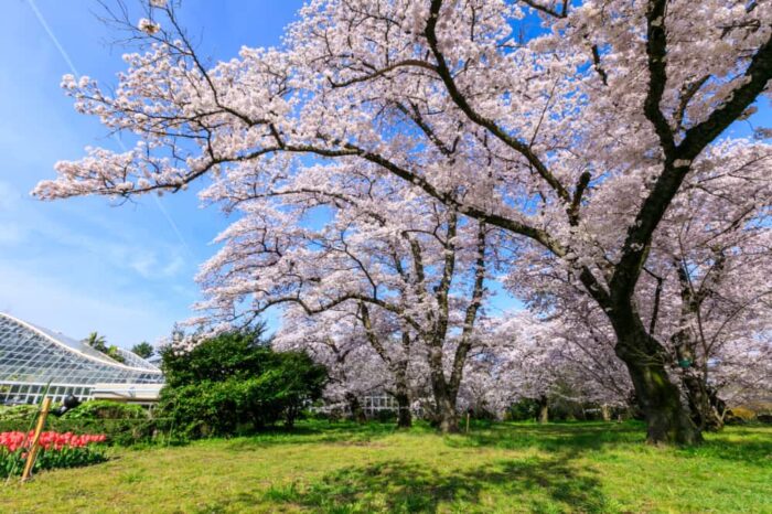 京都府立植物園