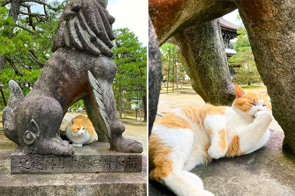 狛犬の下で警備中の猫