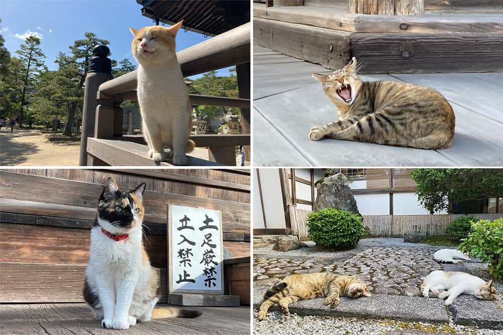 境内で過ごす猫たち