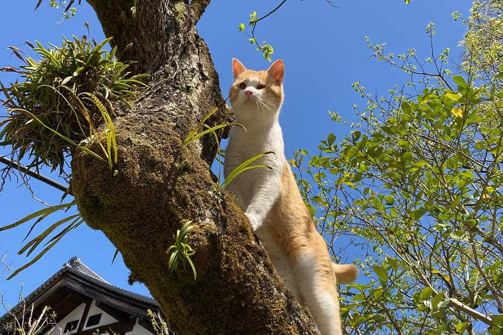 気に昇る猫のミルク