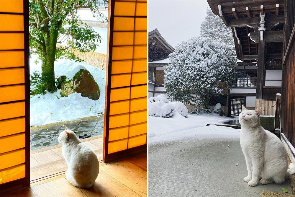 雪を見つめる白猫のシロ