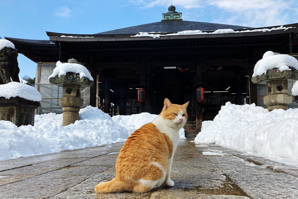 雪の日に文殊堂を訪れるミルク