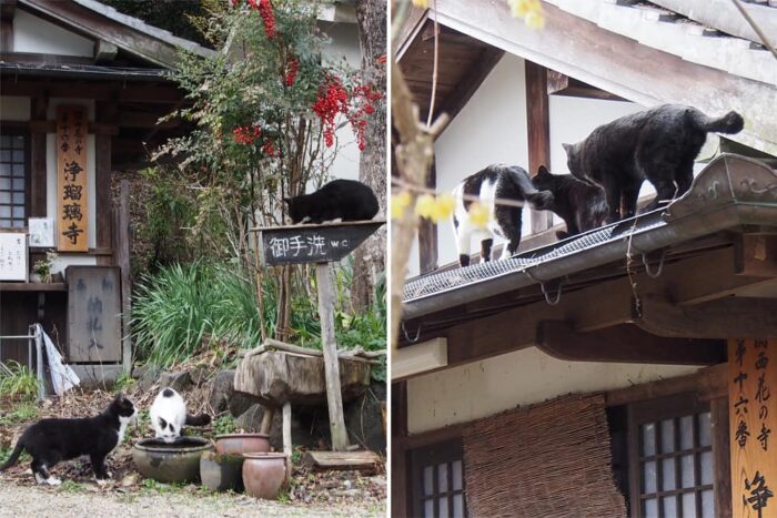 受付前に集まる猫たち