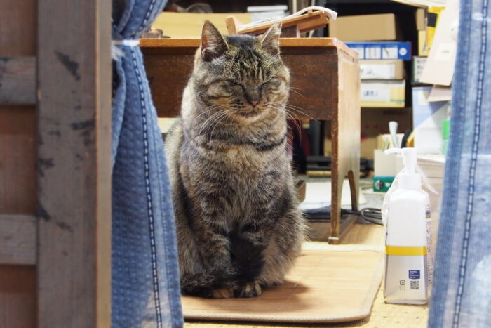 受付の部屋がお気に入りのマル