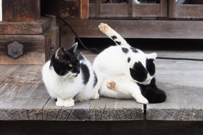 大好きなテンの傍でくつろぐゴマ