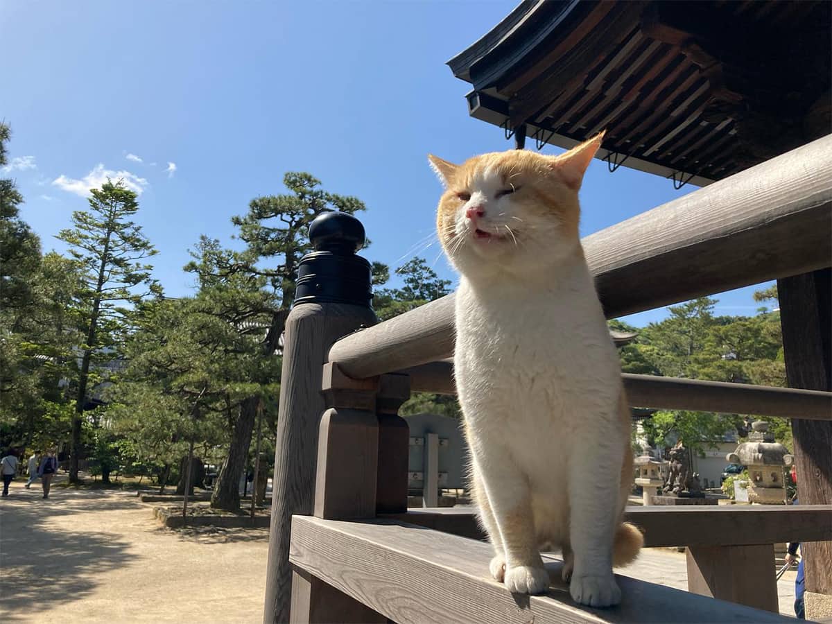 社寺猫トップ画像